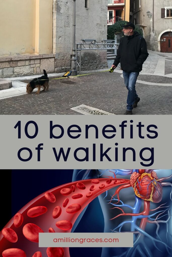 man walking a dog and blood flowing through veins image