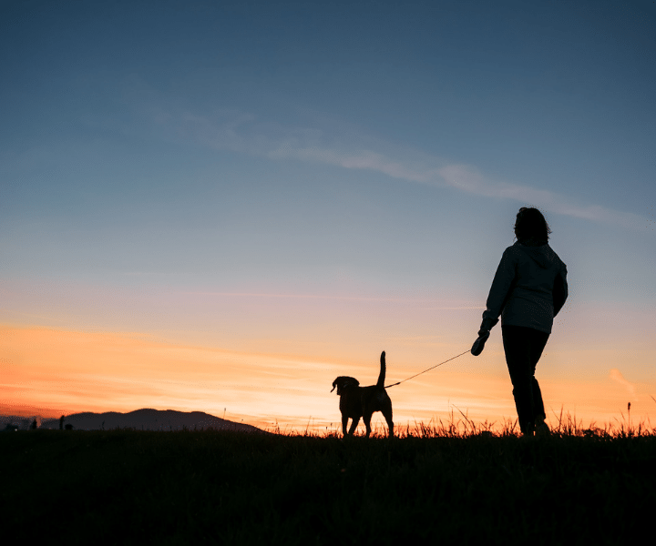silhouette of a person walking a dog